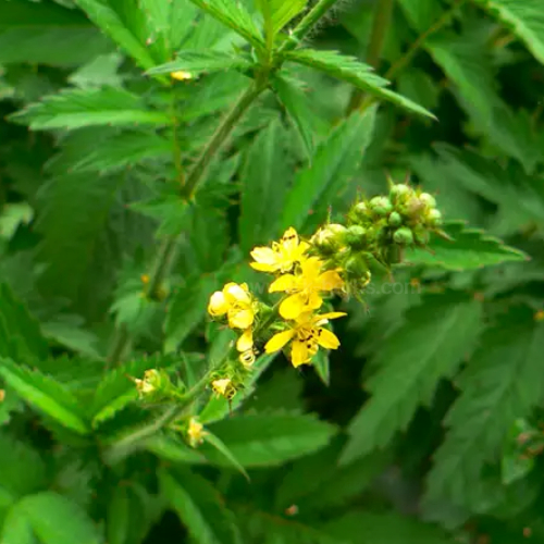 선착초 (짚신나물)