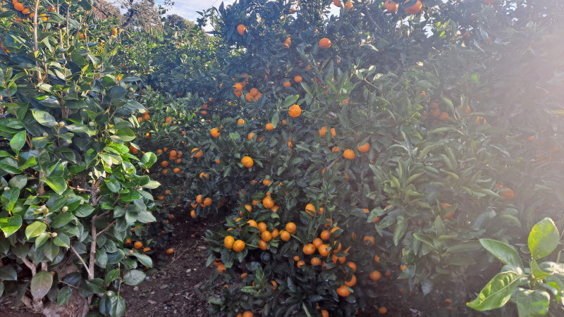 제주_감귤밭
