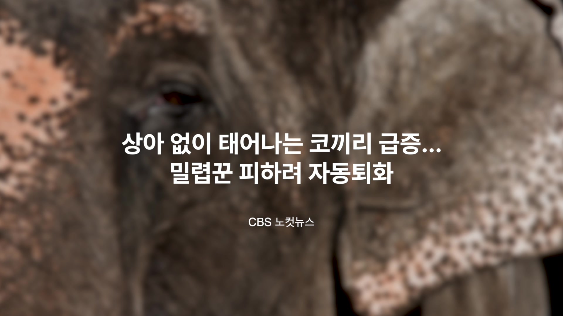 상아 없이 태어나는 코끼리 급증... 밀렵꾼 피하려 자동퇴화