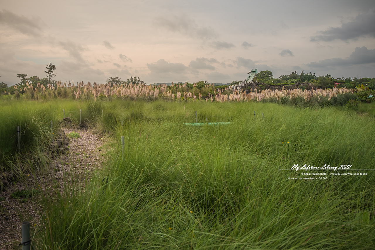 #제주 #파더스가든 #억새 #수국 #목마 #자전거 #2022제주여행