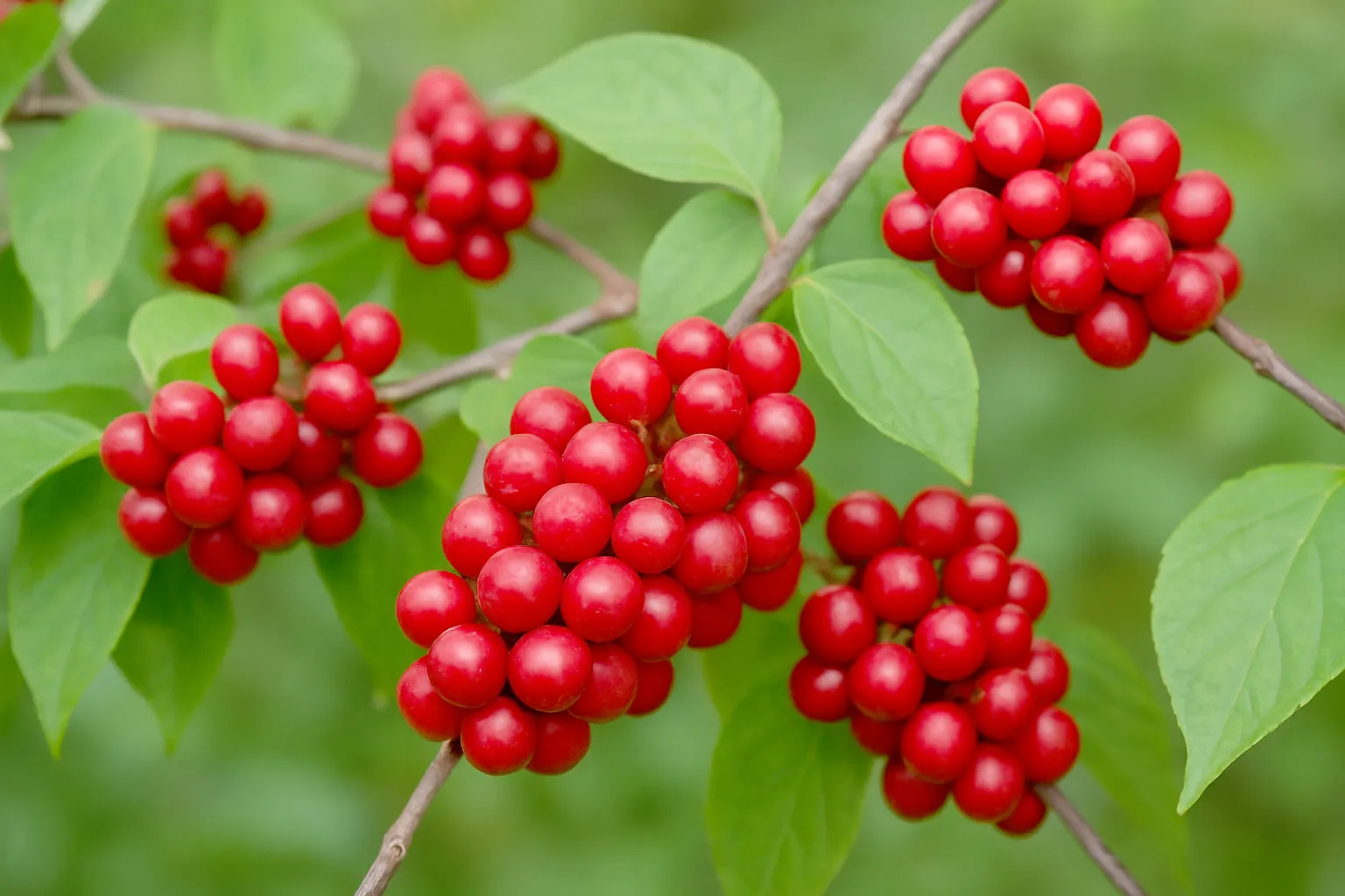 오미자 면역력에 도움