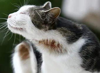 고양이 피부건조 증상, 피부건조증, 관리법_29