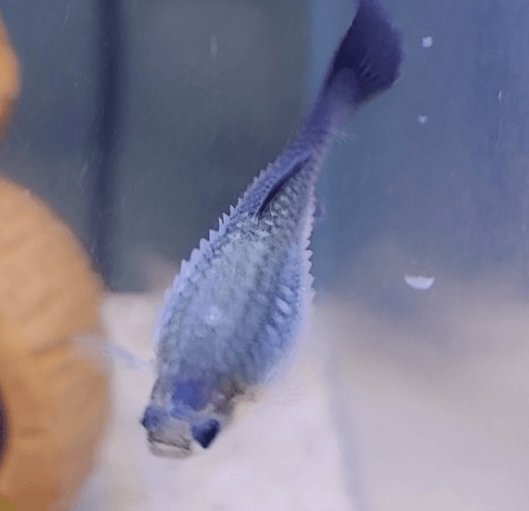 스왈 구피, 더블 스워드 구피, 솔방울병 사진