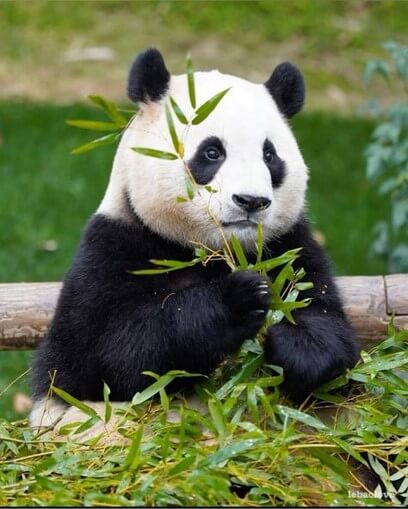 맛있는-대나무를-손에-잡고있는-흰색-머리-검정색-몸통의-푸바오