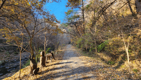 [명품숲길 50선 가을단풍 산행 ②] 소리향기길 &amp; 명언읽고가길 : 가평 강씨봉자연휴양림의 가을 산책길
