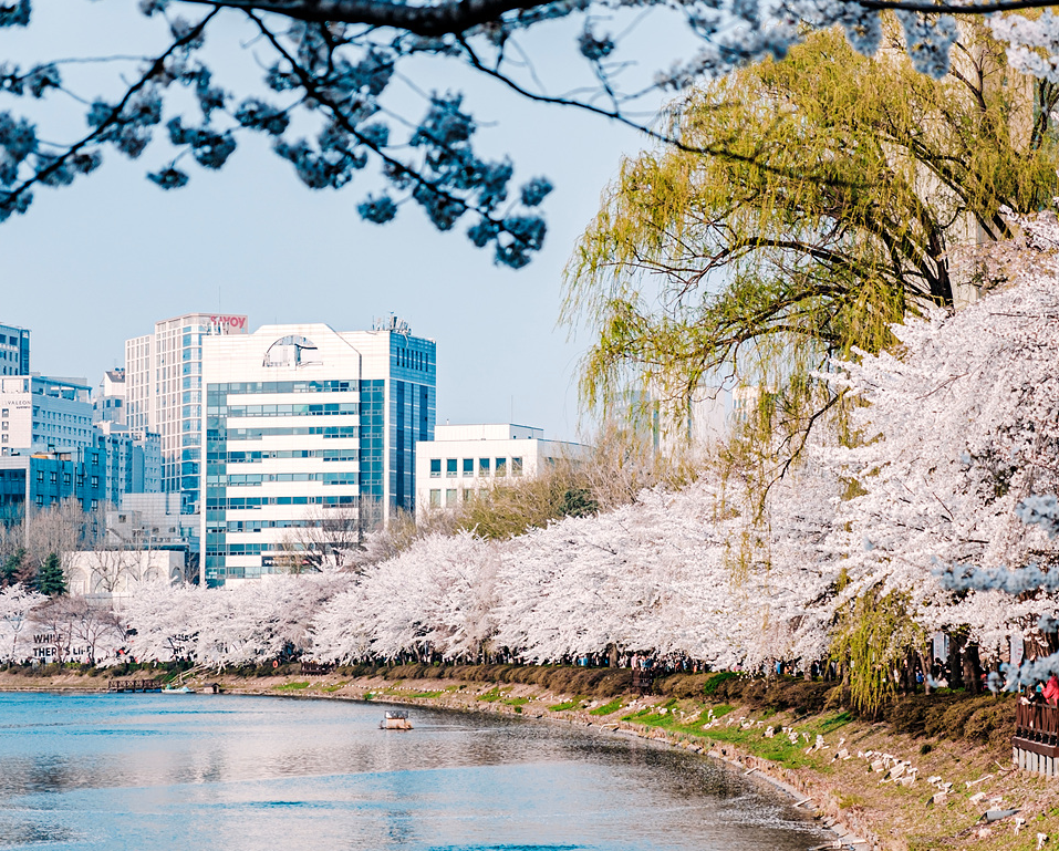 석촌호수 벚꽃
