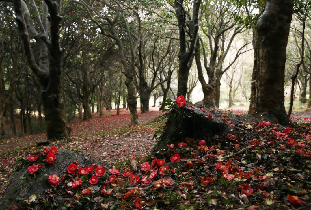 2024 봄축제 가볼 만한 곳