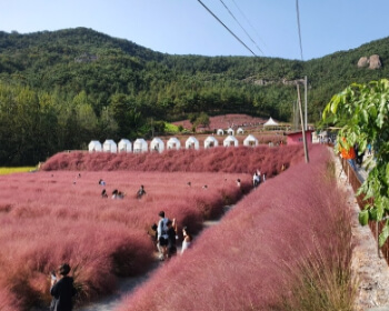 고창 핑크뮬리 축제_4
