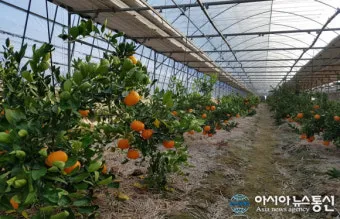 천혜향 재배 가지치기 봉지 씌우기 저장 요령_6