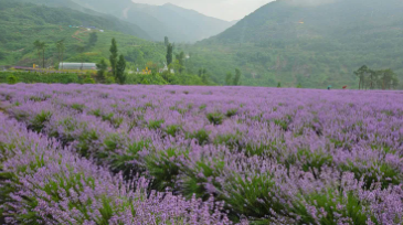 정읍 허브원 라벤더 농원