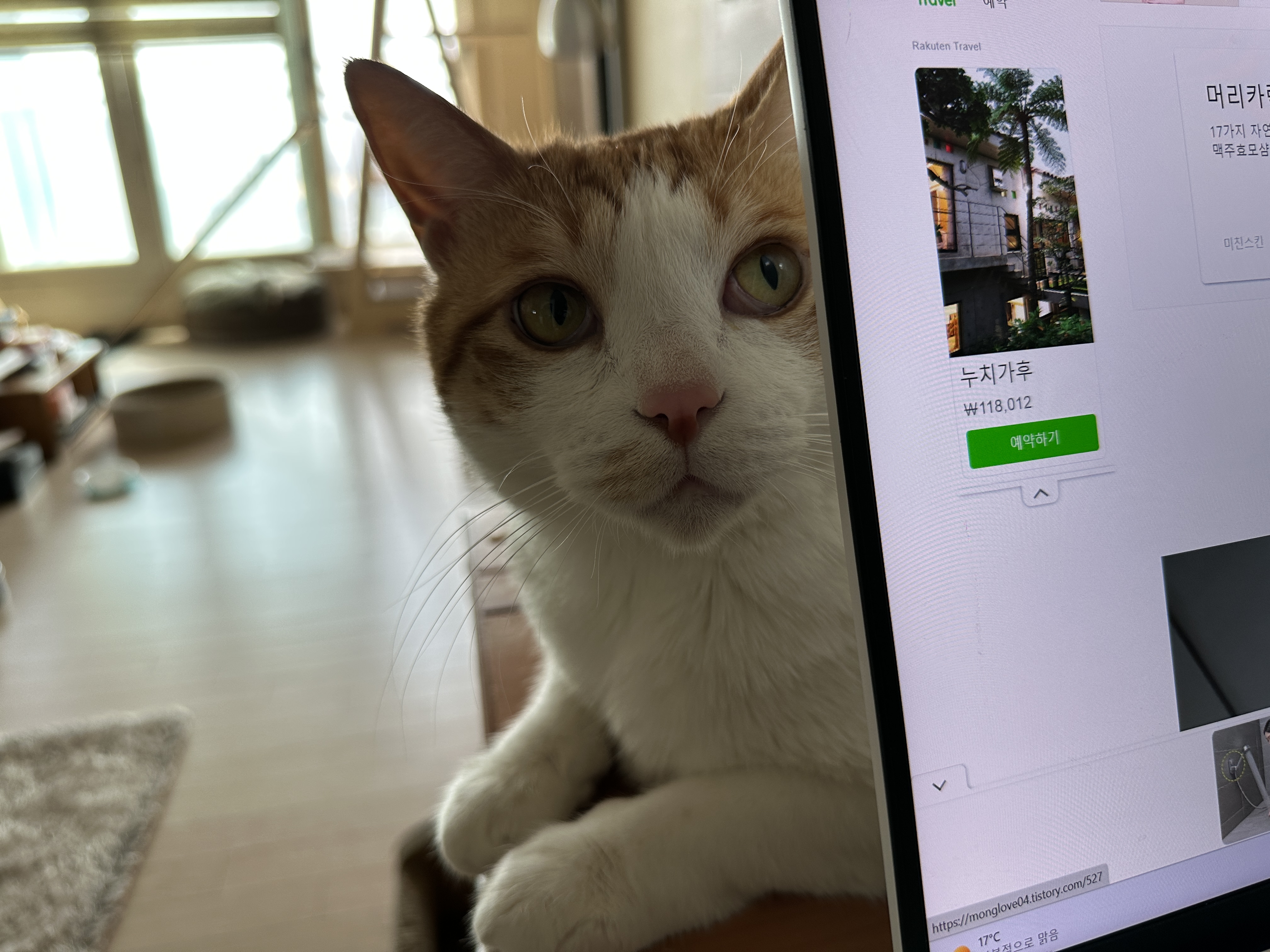 소심한 막둥이가 엄마를 지키는 방법 (feat.긴장해서 코까지 빨개진 막둥이)