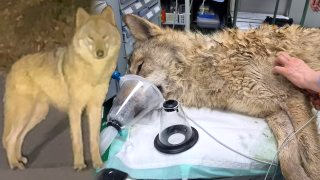 늑구 포획 성공 마취총 생포 건강상태(영상)