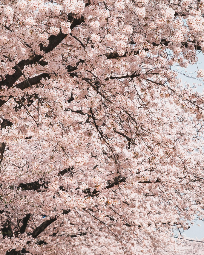 2025 벚꽃 개화시기