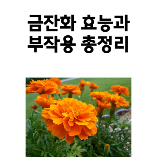 금잔화 효능과 부작용