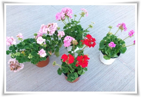 "제라늄 키우기" 365일 꽃을 피우며 향기와 아름다움과 공기 정화까지!