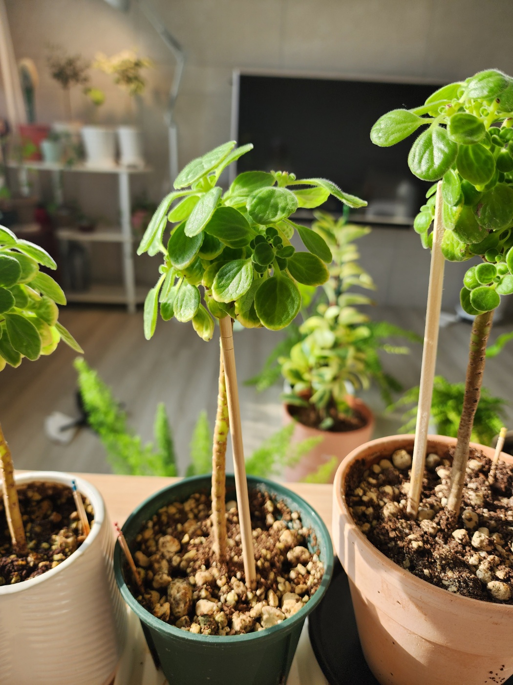 곧 순따기를 해주어야 하는 장미허브