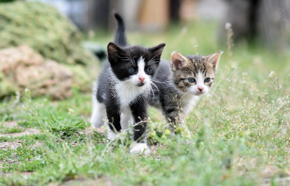 건강별 맞춤 사료 추천 관련 사진