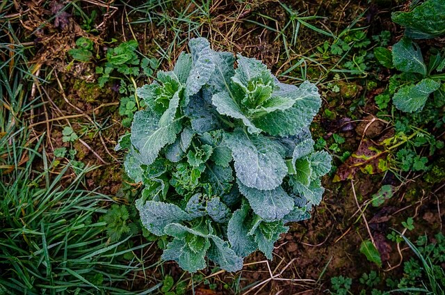 곰보배추 효능&amp;#44; 먹는 법 총정리 