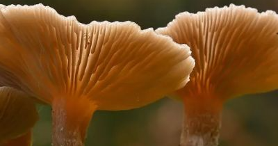 상황버섯 효능 부작용