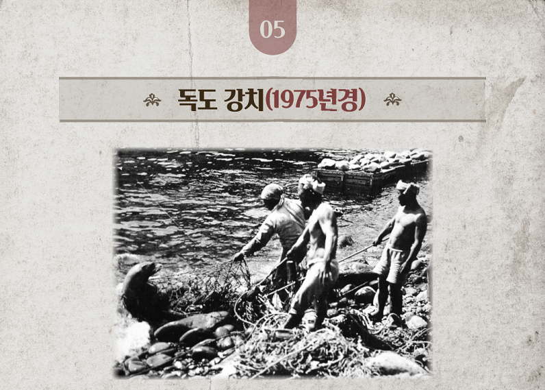 1975년경-멸종한-독도-강치를-일본-어부들이-포획하고-있는-사진