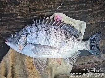 압해도 장감리 감성돔 포인트 소개와 혼자하는 낚시의 즐거움 완벽 낚시 가이드_19