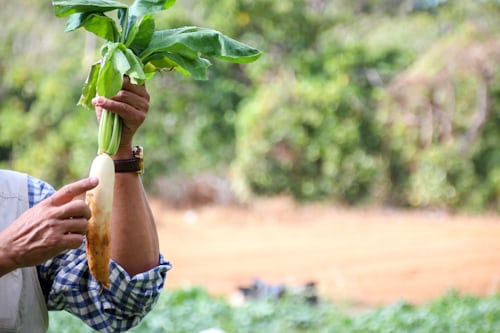 알타리무 파종시기, 재배방법