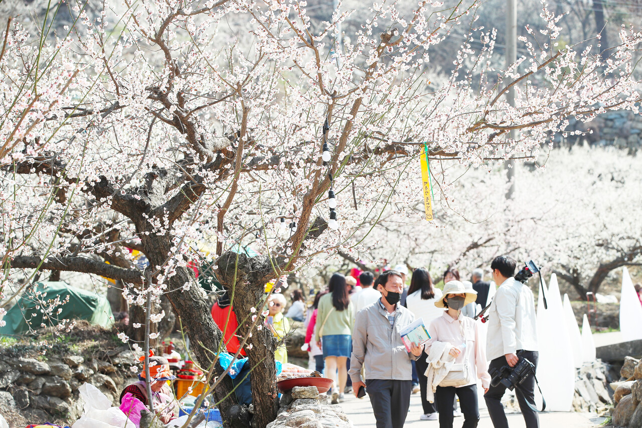 광양 매화축제