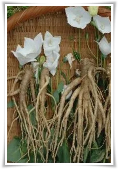 &quot;도라지 꽃과 도라지&quot; 아름다운 꽃과 건강한 뿌리를 품은 자연의 선물!