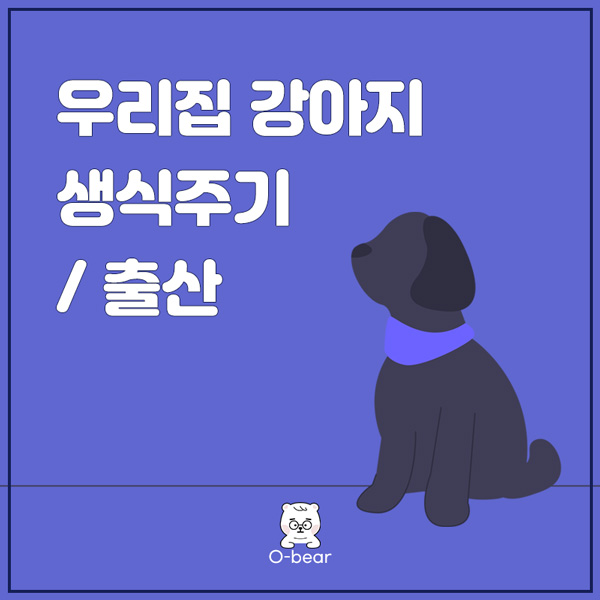 우리집 강아지 생식주기와 출산