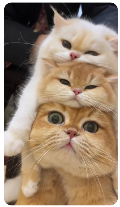 아메리칸숏헤어-고양이