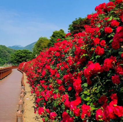 단양 장미터널 완전 정복! 강변 따라 걷는 1.2km의 장미향 산책로