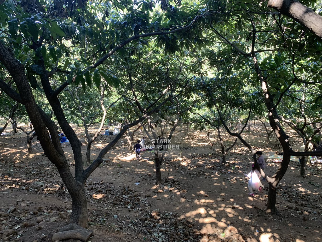 시흥 계수 밤농장 밤 줍기/따기 체험