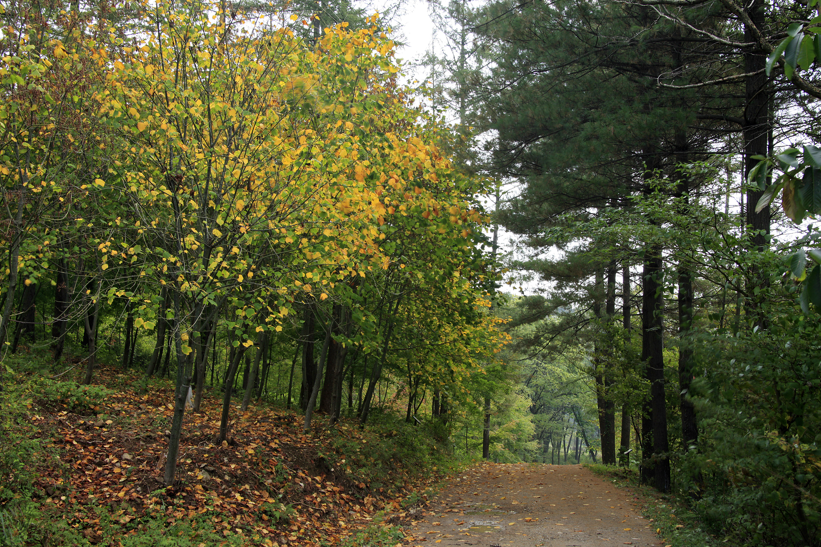 [반려견 동반 여행지, 서울 근교]포천 국립수목원 반려견과의 숲속 산책, 여기가 진짜 힐링이다