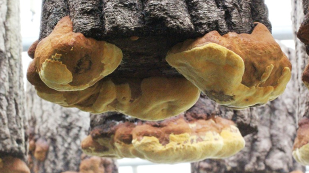 '장수상황버섯_재배하는모습