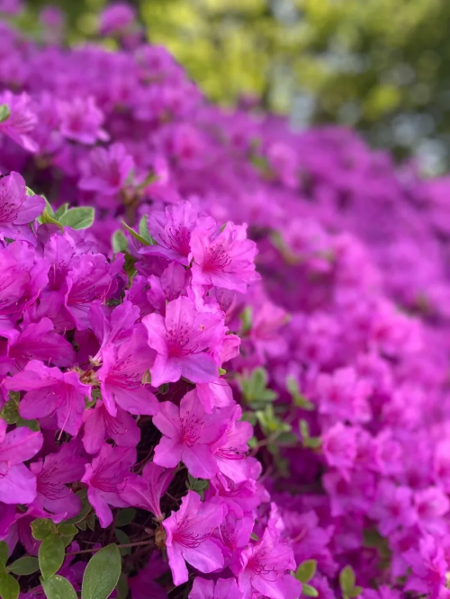 전국 진달래 명소 BEST 5, 영취산&middot;비슬산&middot;천주산&middot;북한산&middot;대둔산 개화시기&middot;코스