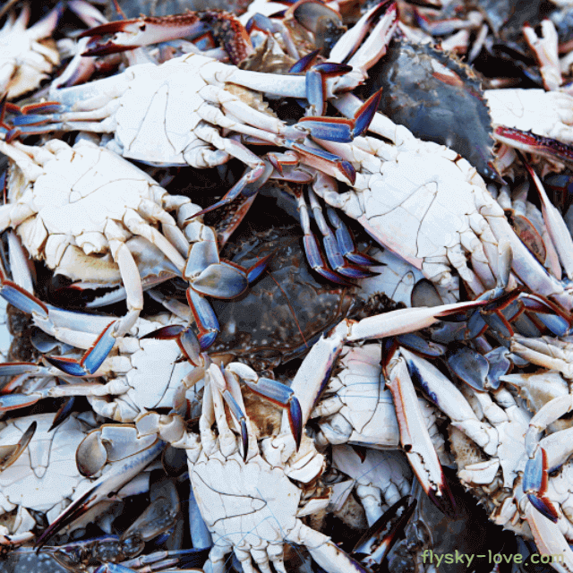 바다의 자양강장제 꽃게