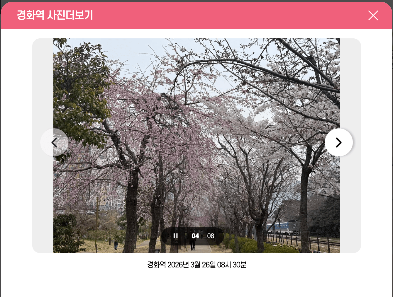 경화역 벚꽃 개화 상황 사진