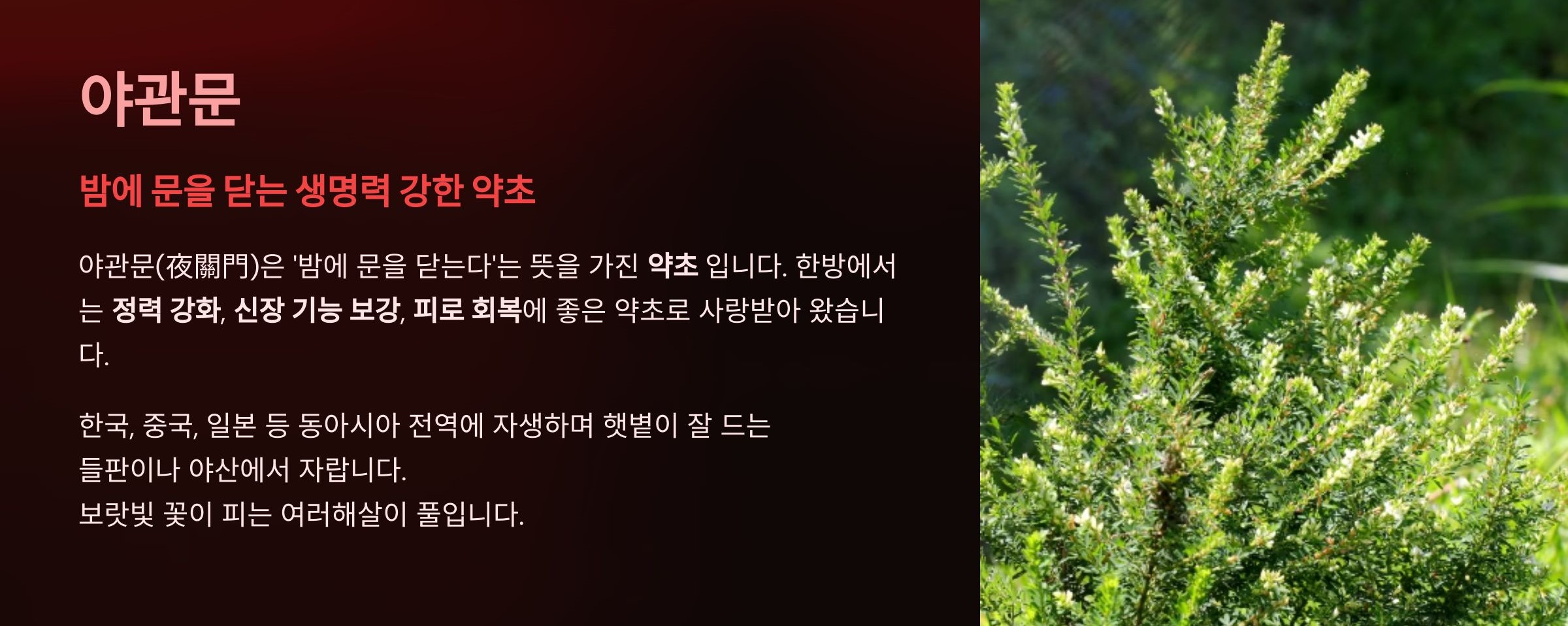 야관문이란?