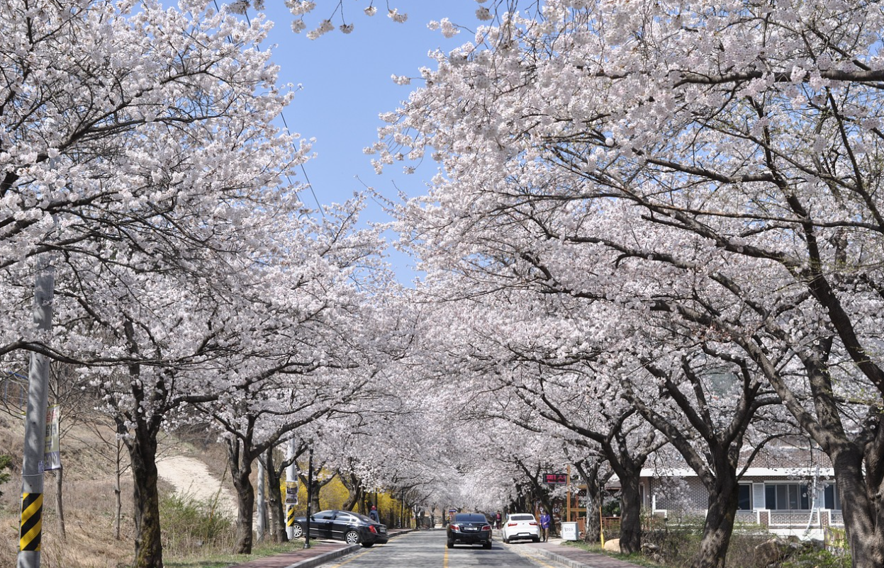 벚꽃 개심사 가는길