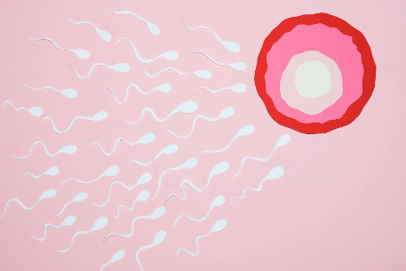 아슈와간다(Ashwagandha)