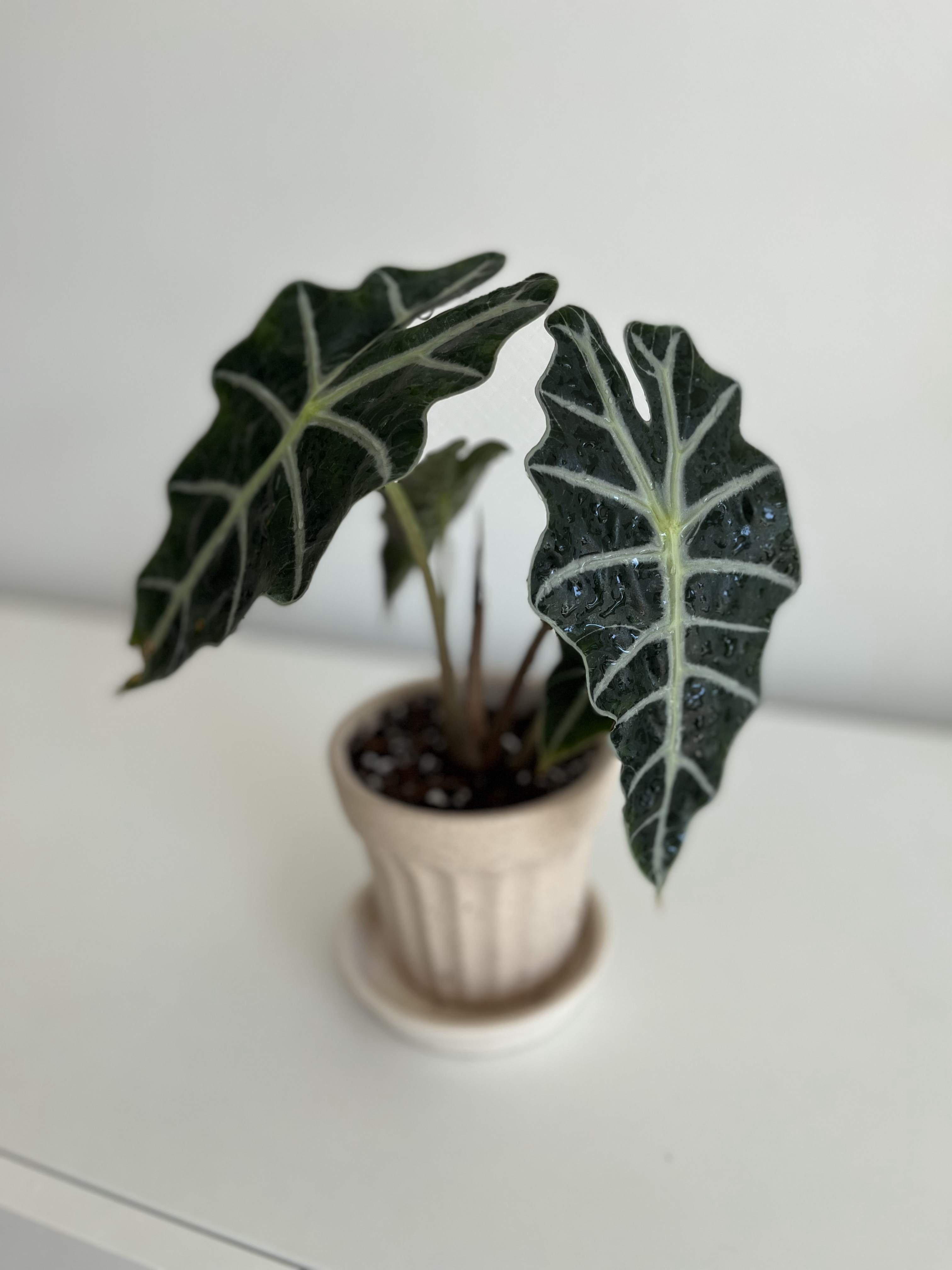 국내에서 반려 식물로 많이 키우고 있는 알로카시아의 한 종류인 알로카시아 아마조니카(Alocasia amazonica
)