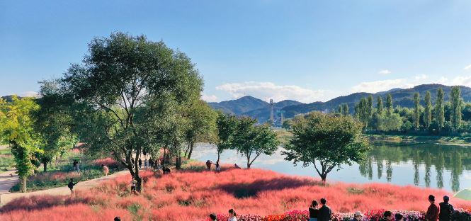 가평 자라섬 꽃 페스타