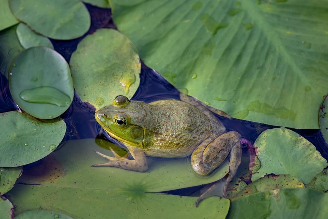 카오스 이론 기반의 데이터 분석 기법