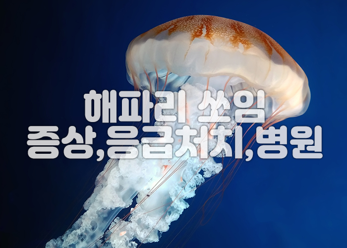 해파리 이미지 1
