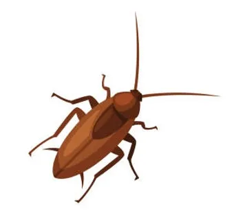 우리나라에 서식하는 바퀴벌레 종류별 특징과 서식 환경_3