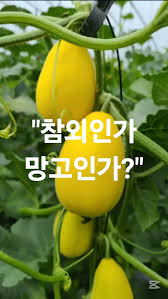 망고참외 관련 사진