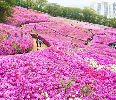 철쭉 축제