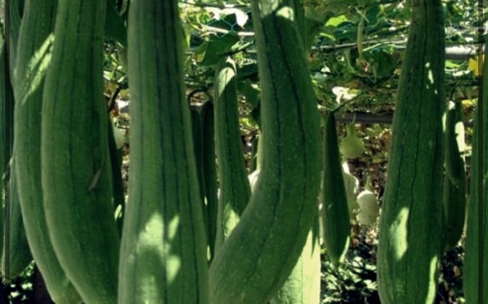 수세미즙의 효능&#44; 부작용 및 제조법