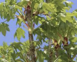 엄나무 효능 부작용 재배방법 총정리(최신)