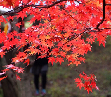 가을에 피는 꽃 단풍나무